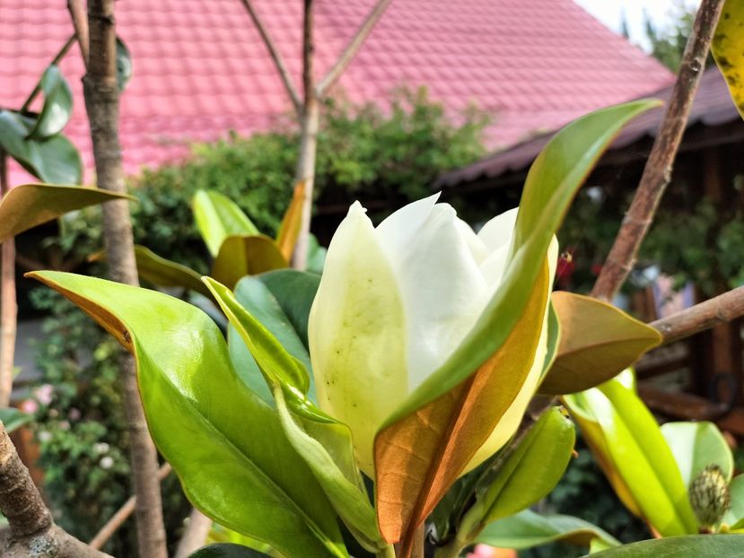 IMG20230714084944 - Magnolia grandiflora gallisoniensis