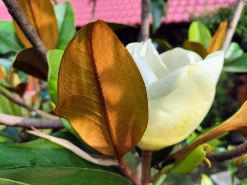 IMG20230714084936 - Magnolia grandiflora gallisoniensis