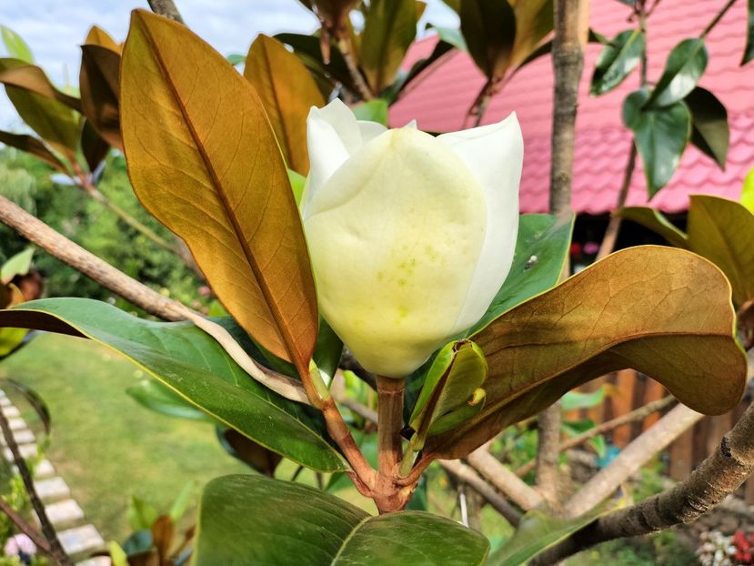 IMG20230714084930 - Magnolia grandiflora gallisoniensis