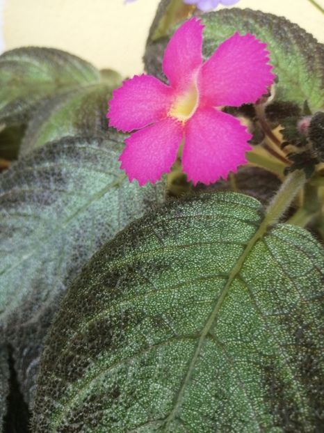  - EPISCIA