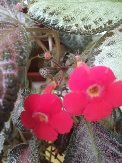  - EPISCIA