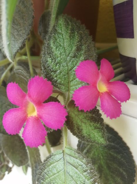  - EPISCIA