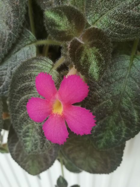  - EPISCIA