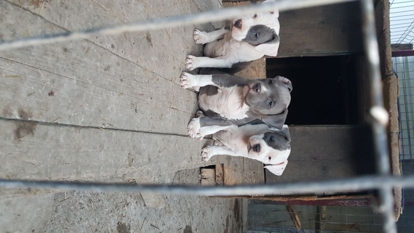  - blue amstaff