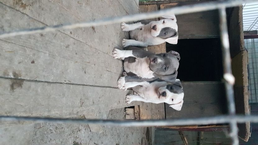  - blue amstaff