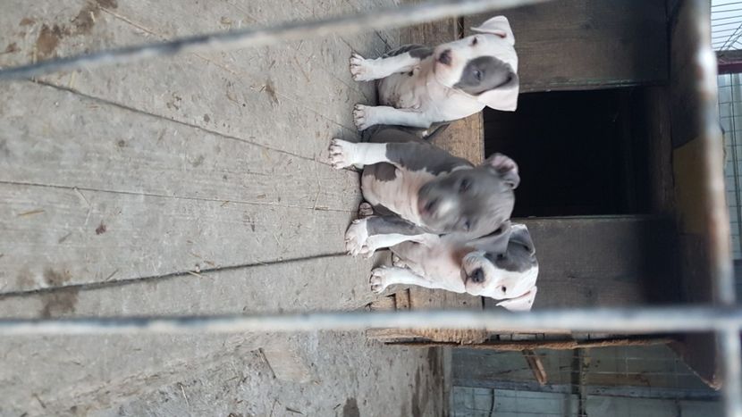  - blue amstaff