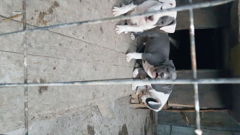  - blue amstaff