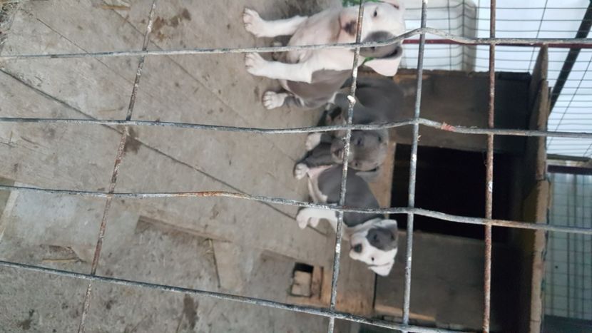  - blue amstaff