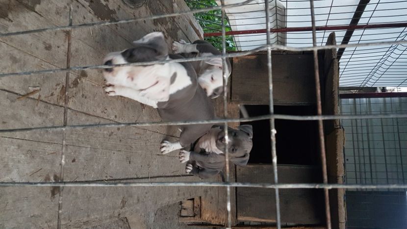  - blue amstaff
