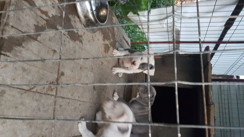  - blue amstaff