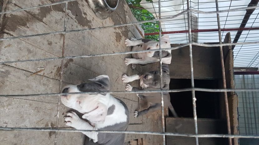  - blue amstaff