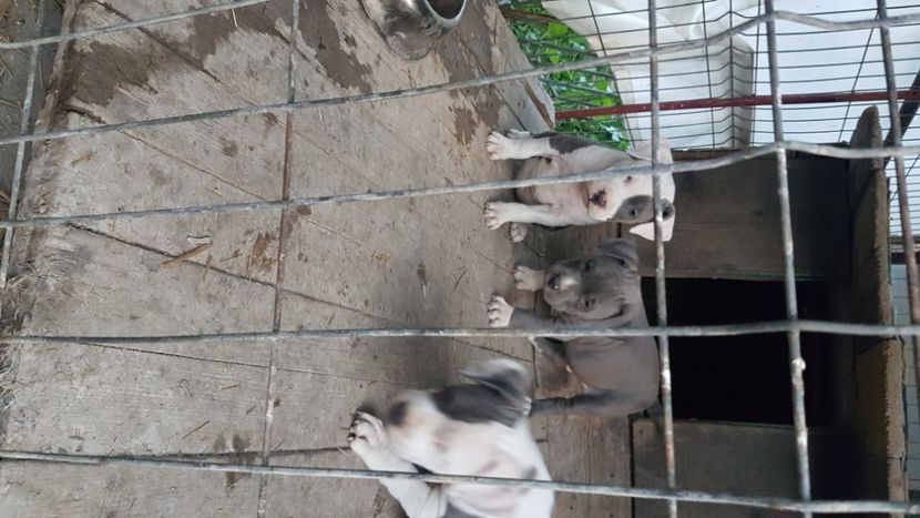  - blue amstaff