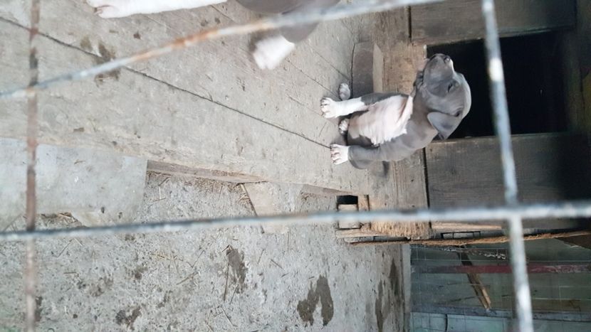  - blue amstaff