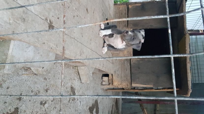  - blue amstaff