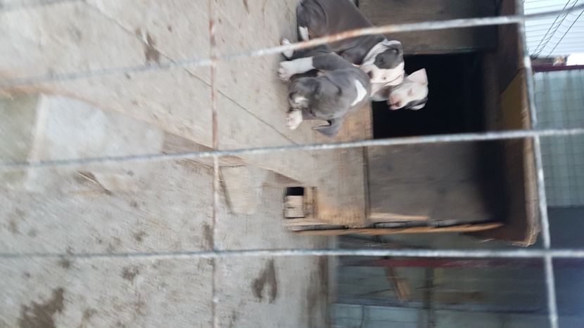  - blue amstaff