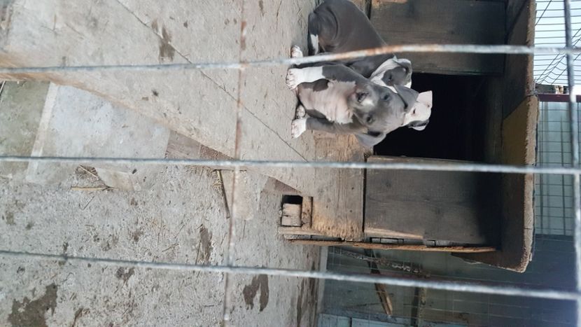  - blue amstaff