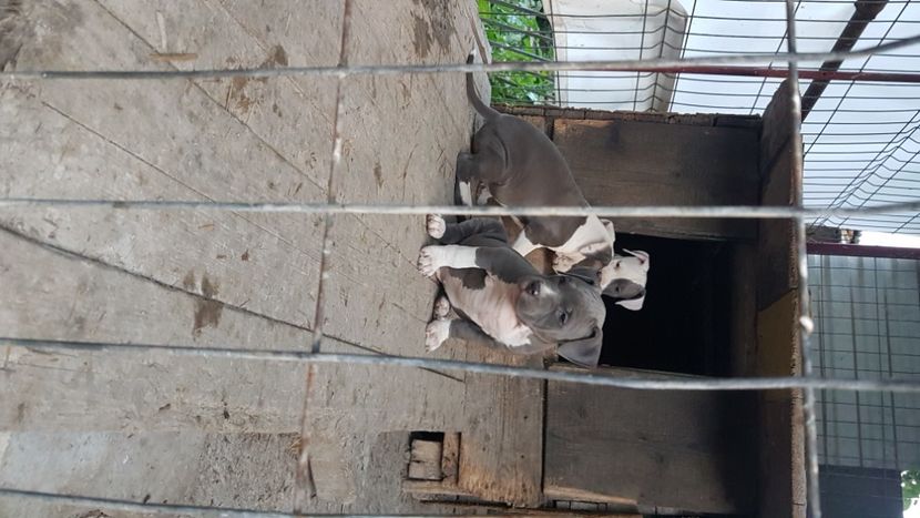 20230714_211057(0) - blue amstaff