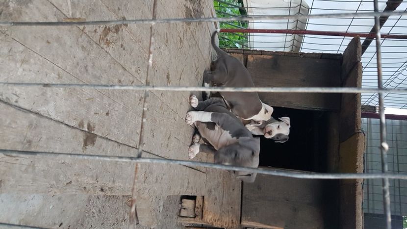  - blue amstaff
