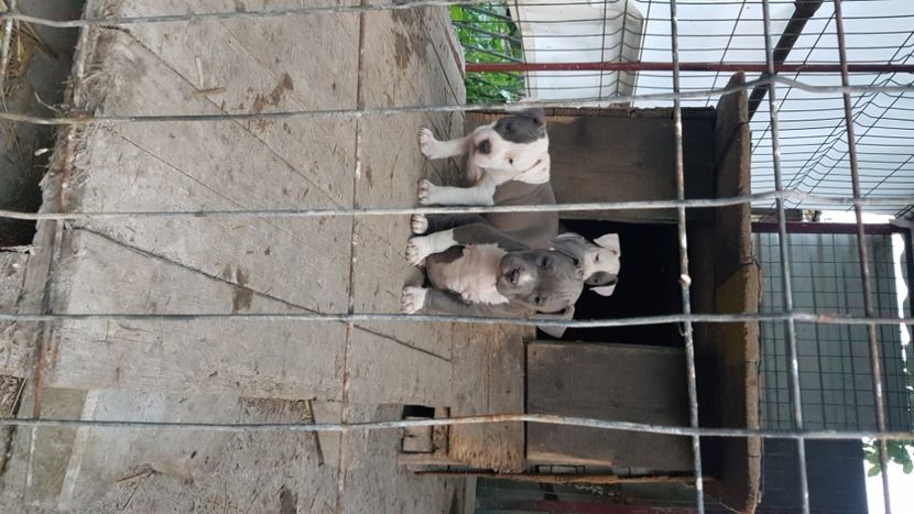  - blue amstaff