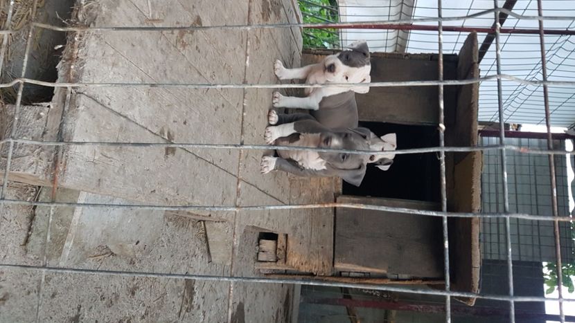 20230714_211049(0) - blue amstaff