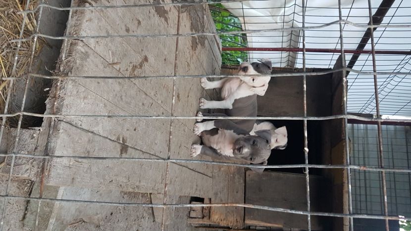 20230714_211046(0) - blue amstaff