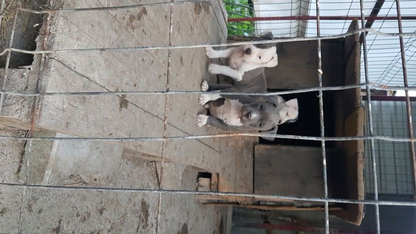  - blue amstaff