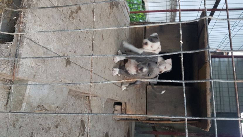  - blue amstaff
