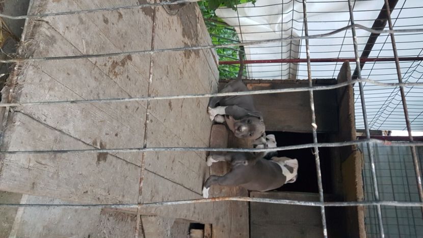  - blue amstaff