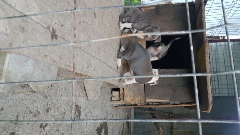  - blue amstaff