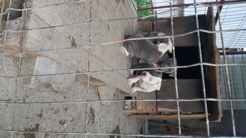  - blue amstaff
