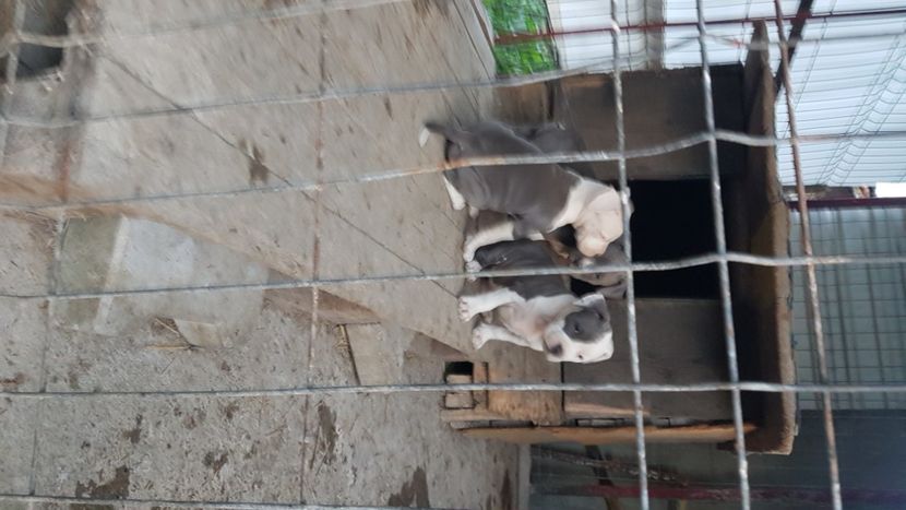 20230714_211033(0) - blue amstaff