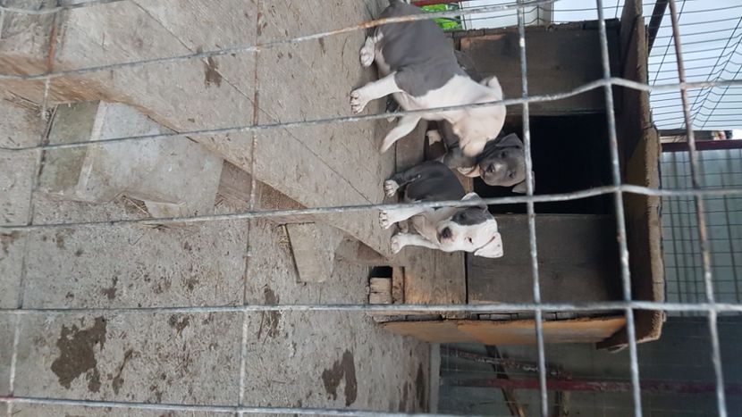  - blue amstaff