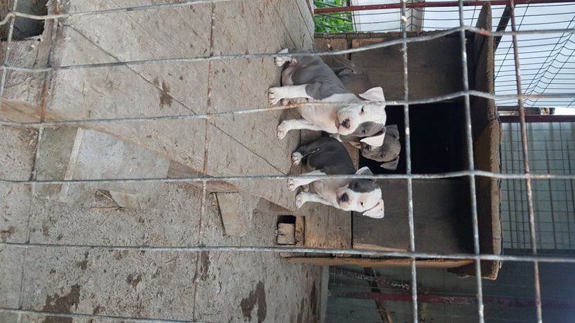  - blue amstaff