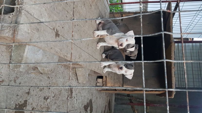  - blue amstaff