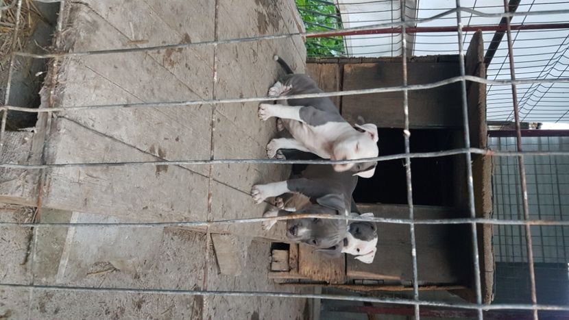  - blue amstaff