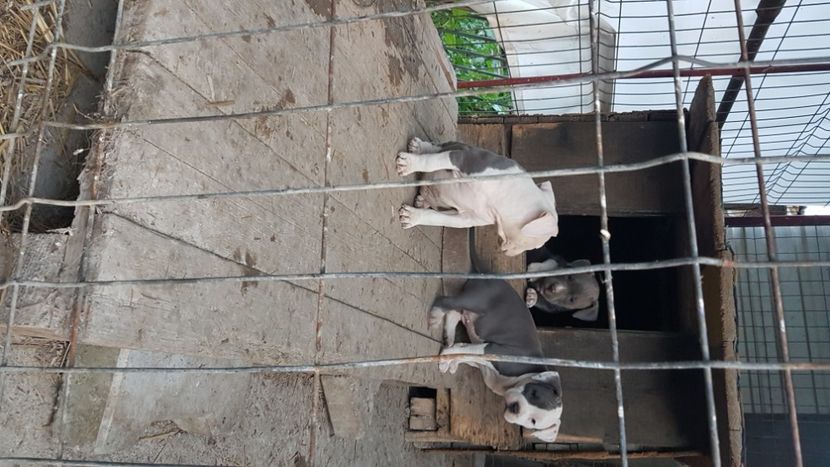  - blue amstaff