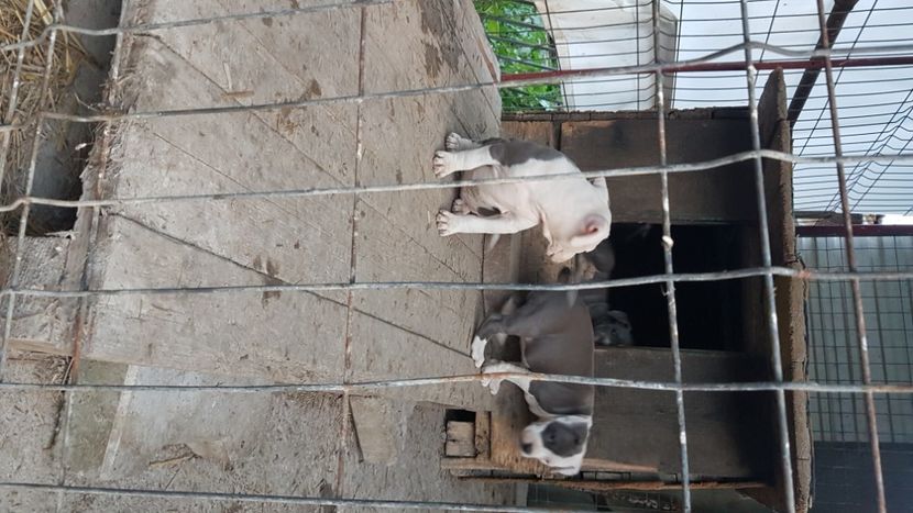  - blue amstaff