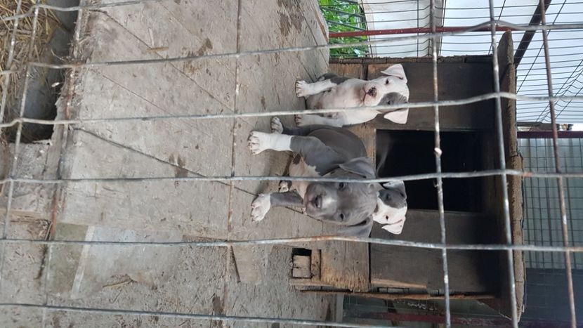  - blue amstaff