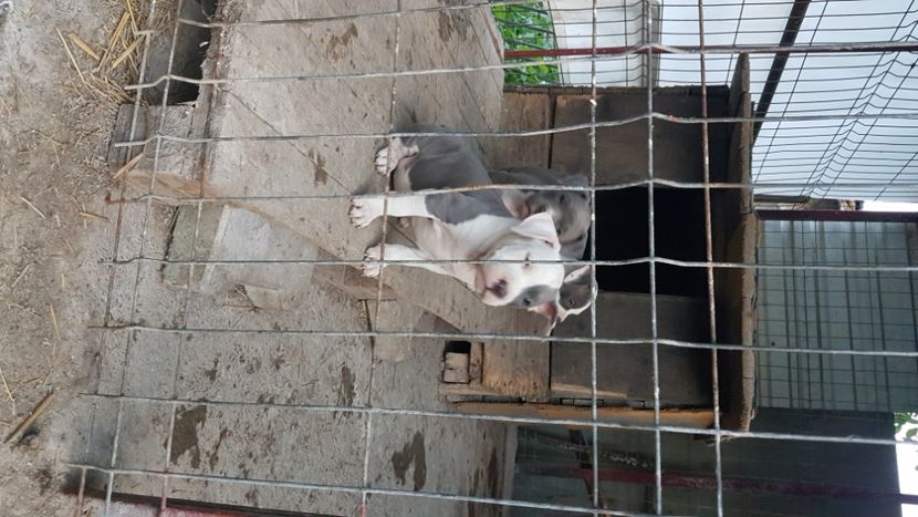  - blue amstaff