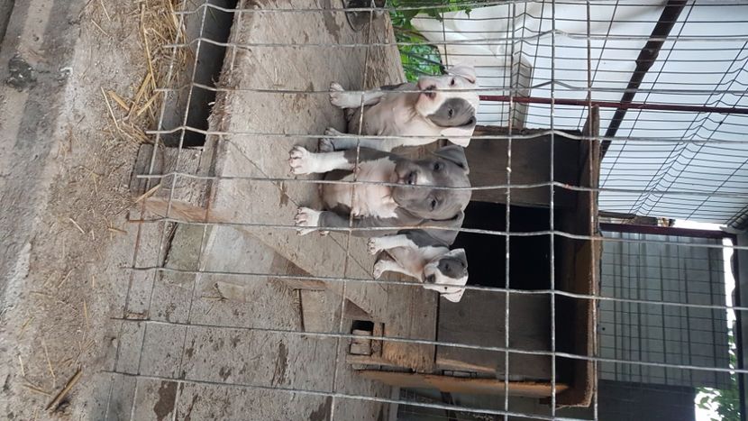  - blue amstaff