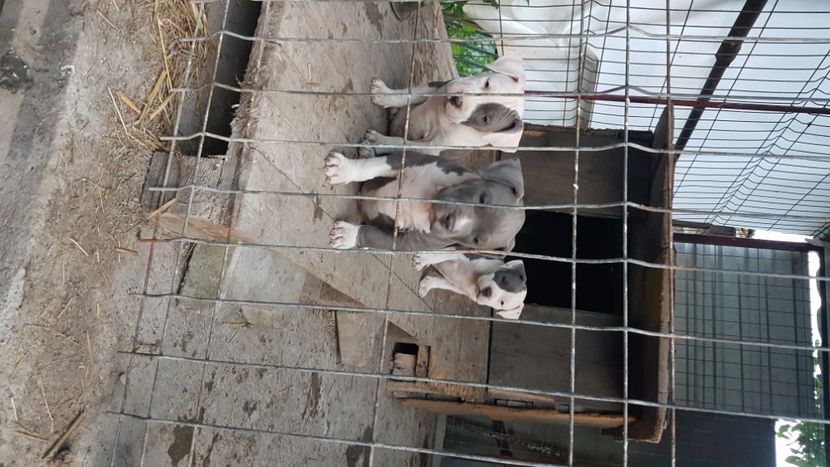  - blue amstaff