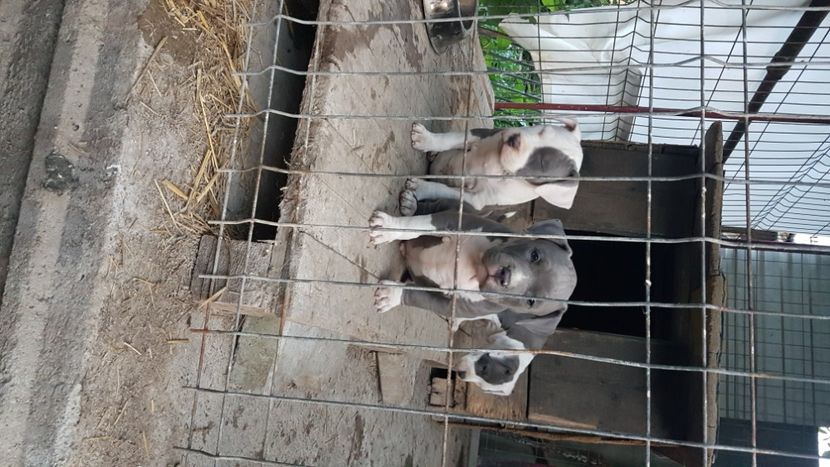  - blue amstaff