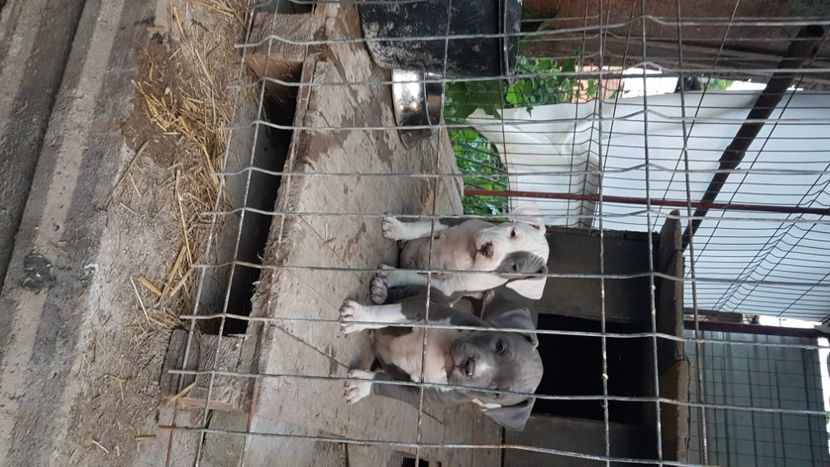  - blue amstaff