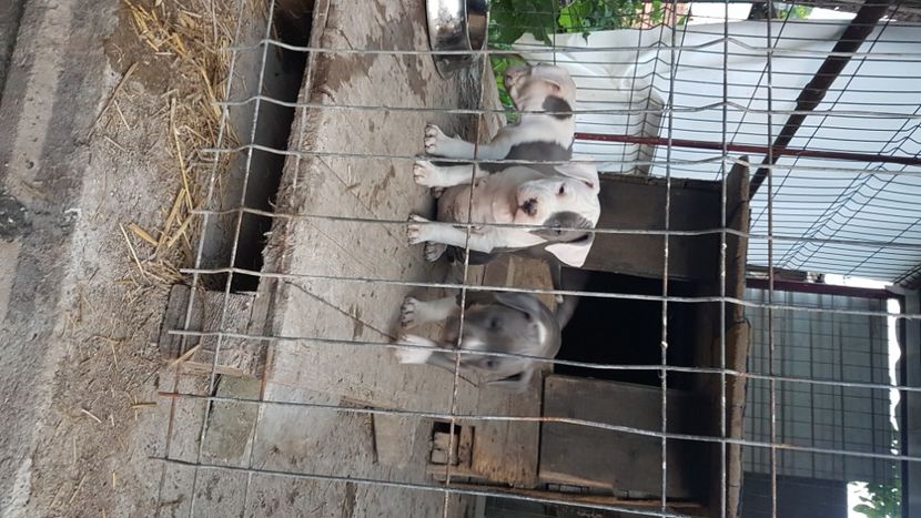  - blue amstaff