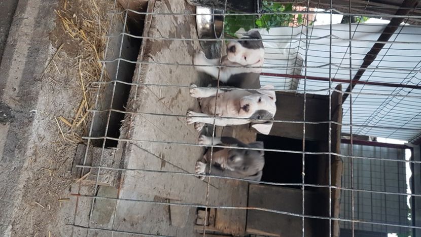 - blue amstaff