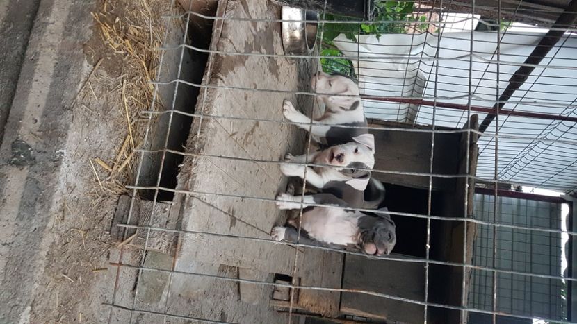  - blue amstaff