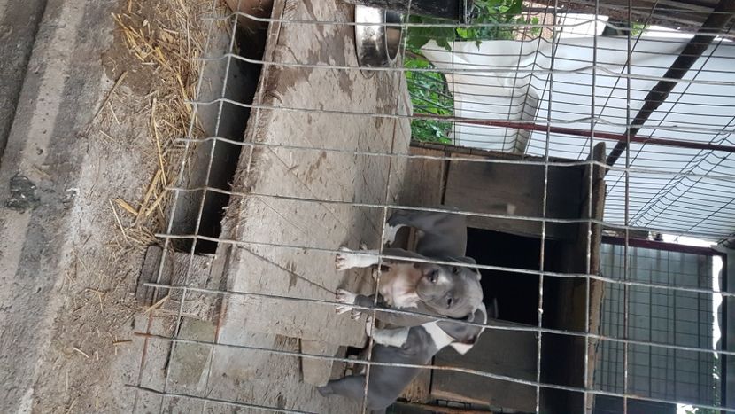  - blue amstaff