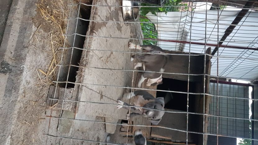  - blue amstaff