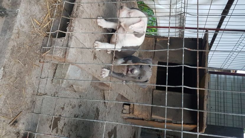  - blue amstaff