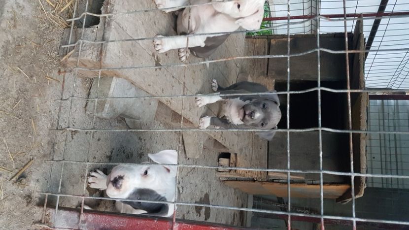  - blue amstaff